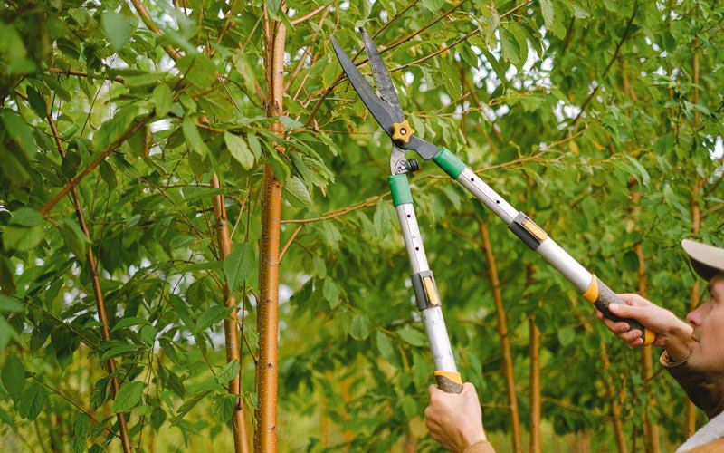 Tree trimming in Saraland, AL